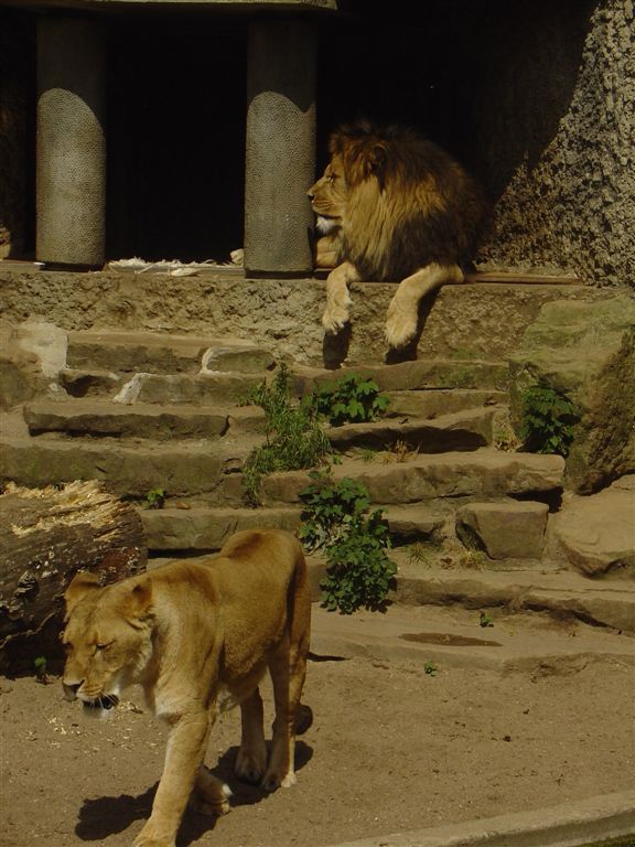 Zoo  65  - odpoczynek lwów po jedzeniu