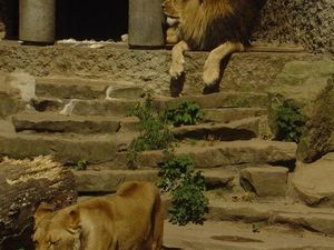 Zoo  65  - odpoczynek lwów po jedzeniu