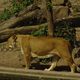 Zoo  66  - odpoczynek lwów po jedzeniu