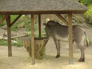 Zoo  69 - zeberka