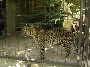 Zoo  78 - jaguar
