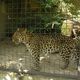 Zoo  78 - jaguar