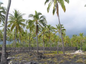 04 puuhonua 07