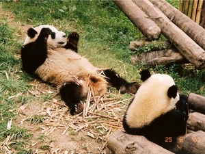 Pandy w rezerwacie