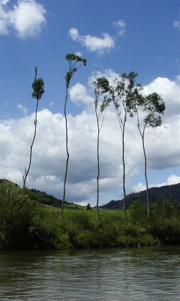 Anoreksja naturalna