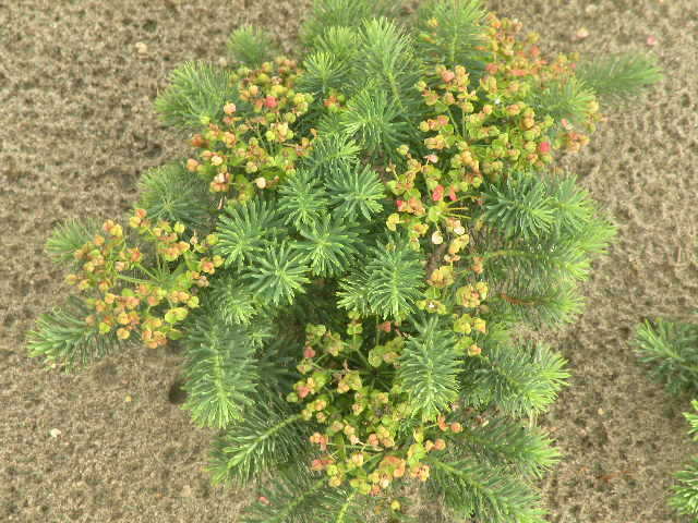 Bledowska Flora