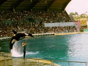 SHOW Z ORKAMI 2