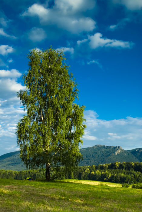 Pejzaż 