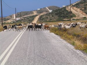 Krowy na drodze