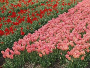 Jedna z najbardziej znanych rzeczy "made in Holland" - tulipan