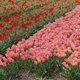 Jedna z najbardziej znanych rzeczy "made in Holland" - tulipan