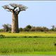 Madagaskar