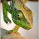 Madagaskar