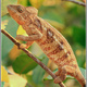 Madagaskar