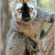 Madagaskar