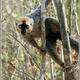 Madagaskar