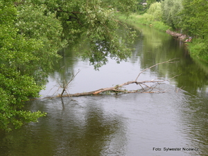 Foto Sylwester Nicewicz - Kozioł  