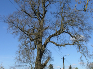 Foto Sylwester Nicewicz - Kozioł  