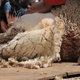 Dsc 3391 Pokaz strzyżenia owiec