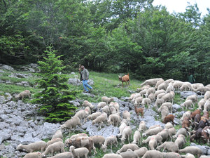Dsc 3456 Pasterz i jego owieczki