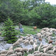 Dsc 3456 Pasterz i jego owieczki