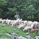 Dsc 3452 Pasterz i jego owieczki