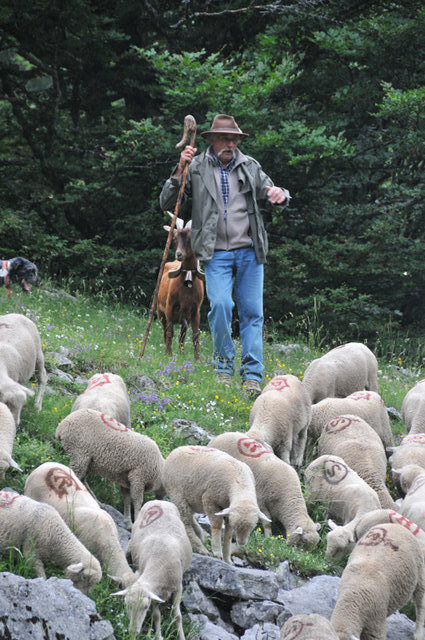 Dsc 3455 Pasterz i jego owieczki