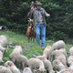 Dsc 3455 Pasterz i jego owieczki