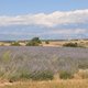 Dsc 3743 lawendowe pola w okolicach Valensole