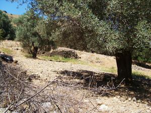 Gortyna- ruiny miasta w oliwnym gaju