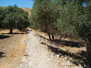 Gortyna- droga przez gaj oliwny