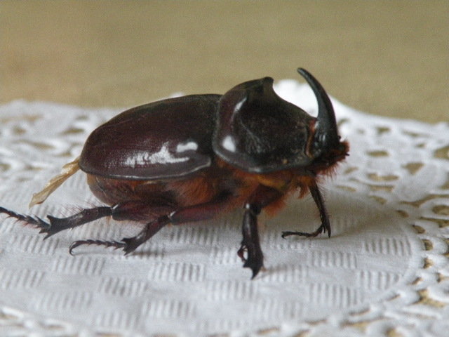Brat blizniak