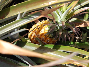 znalazlem ananasa :)