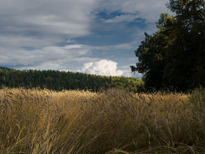 Pejzaż