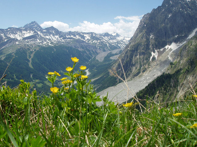 spojrzenie na Alpy przez kwiatki