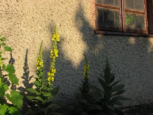 Dziewanna