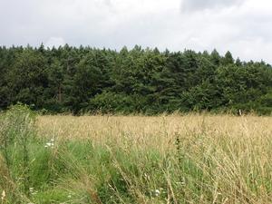 Gdzieś w polach