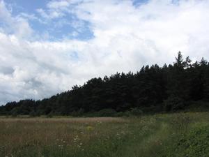 Gdzieś w lesie