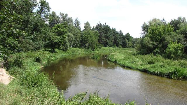 Rzeka Czarna Nida w okolicach Tokarni