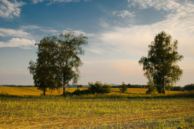 Drzewa pola łąki 
