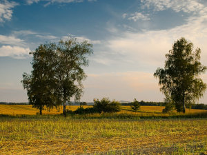Drzewa pola łąki 