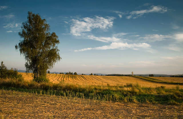 Drzewa pola łąki 