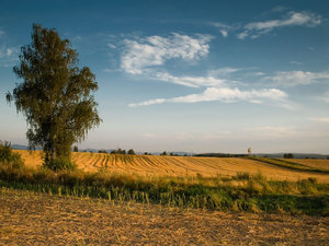 Drzewa pola łąki 