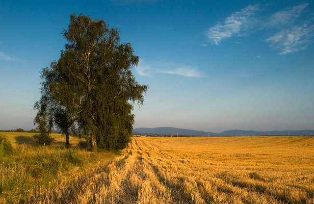 Drzewa pola łąki 