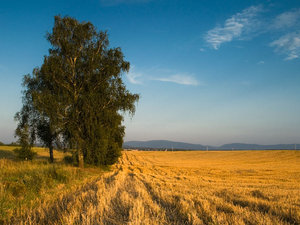 Drzewa pola łąki 
