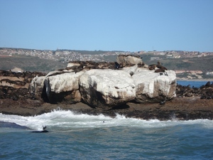 Wyspa fok w Mosel Bay