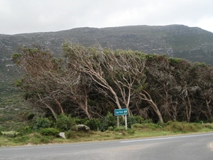 Na Polwyspie Przyladkowym w drodze na Cape Point