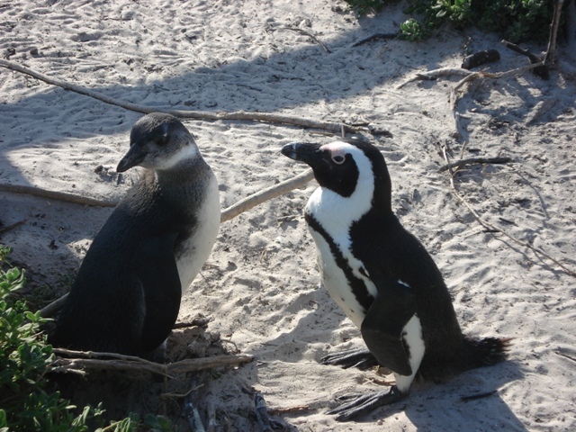 Kolonia pingwinow
