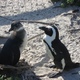 Kolonia pingwinow