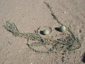 Pustynia Namib